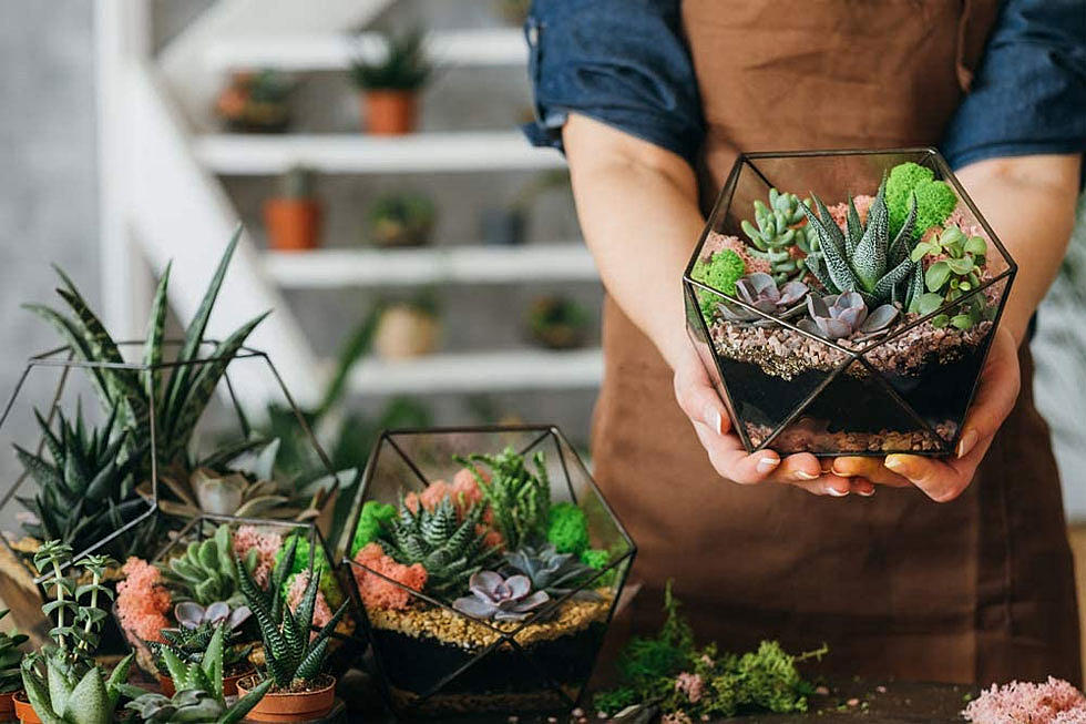 Essential Supplies for Show-Stopping Succulents