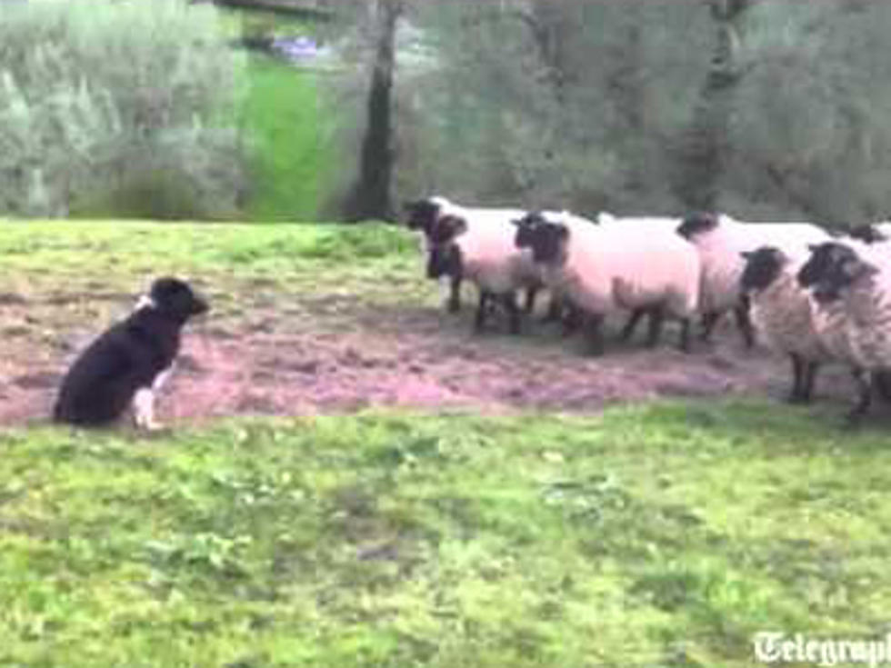 Poor, Poor Ci the Sheepdog Is Scared of Sheep [VIDEO]