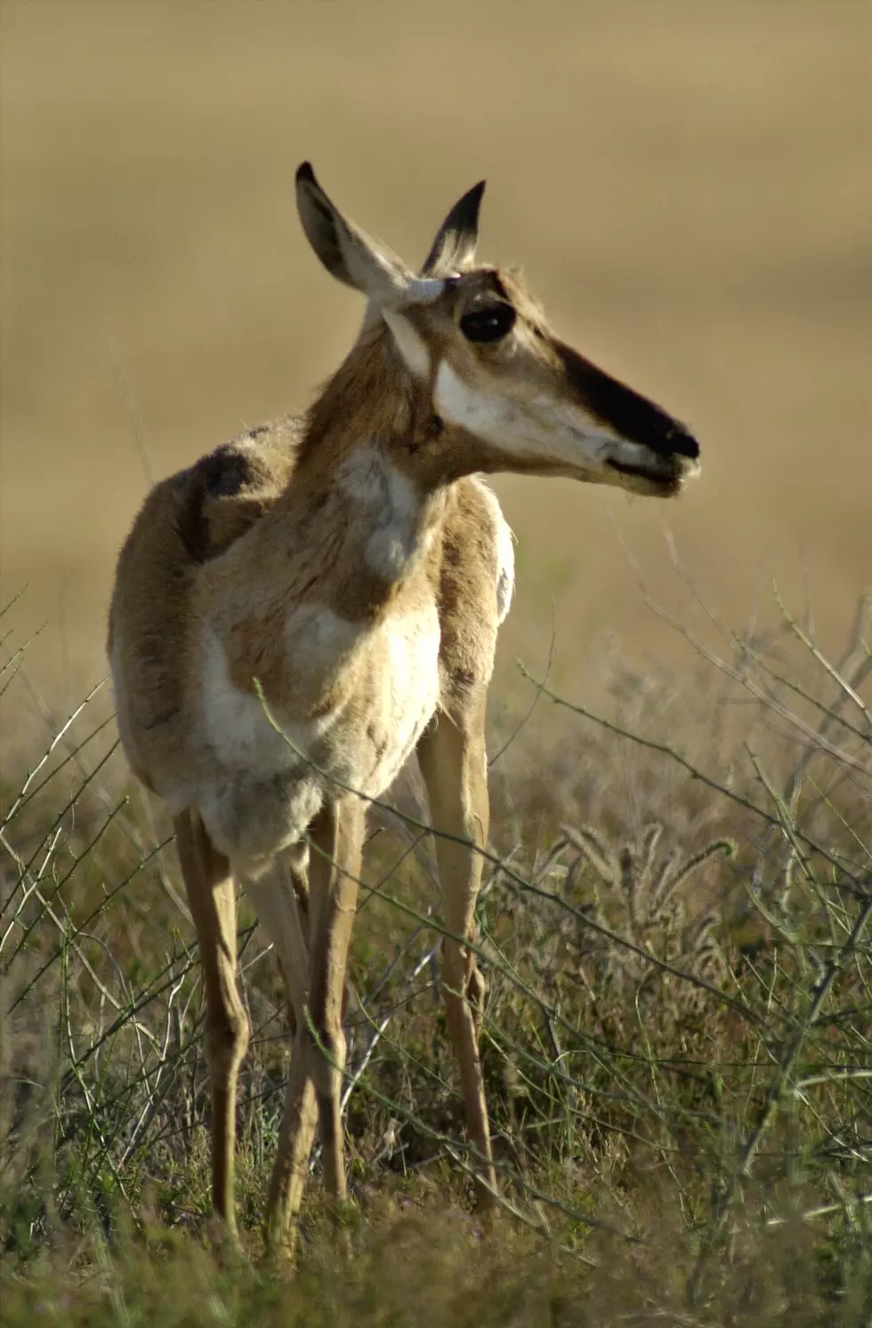 More Pronghorn Hit by Train in East Idaho
