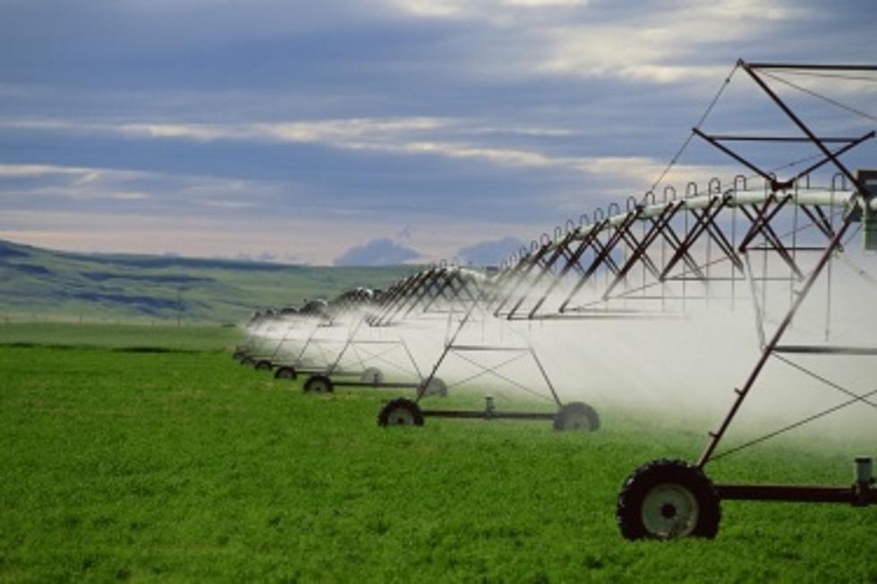 Idaho Potato Farmers Cut Back on Zebra Chip Insecticides