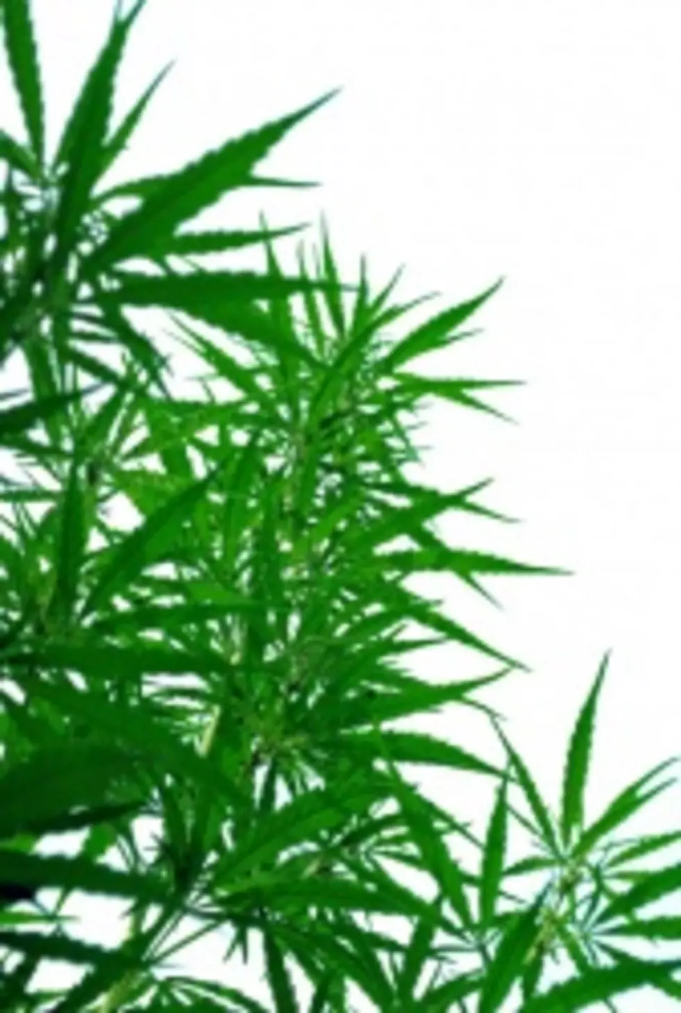 Group Working Towards Marijuana Legalization in Idaho