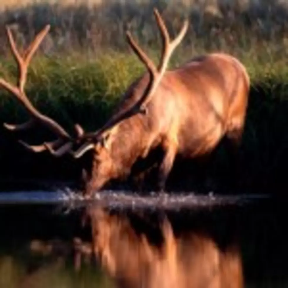 National Elk Refuge to Stop Feeding Elk Early