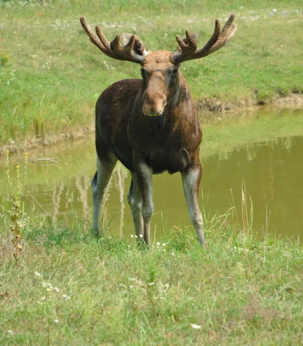 Moose Visits Idaho Capitol City