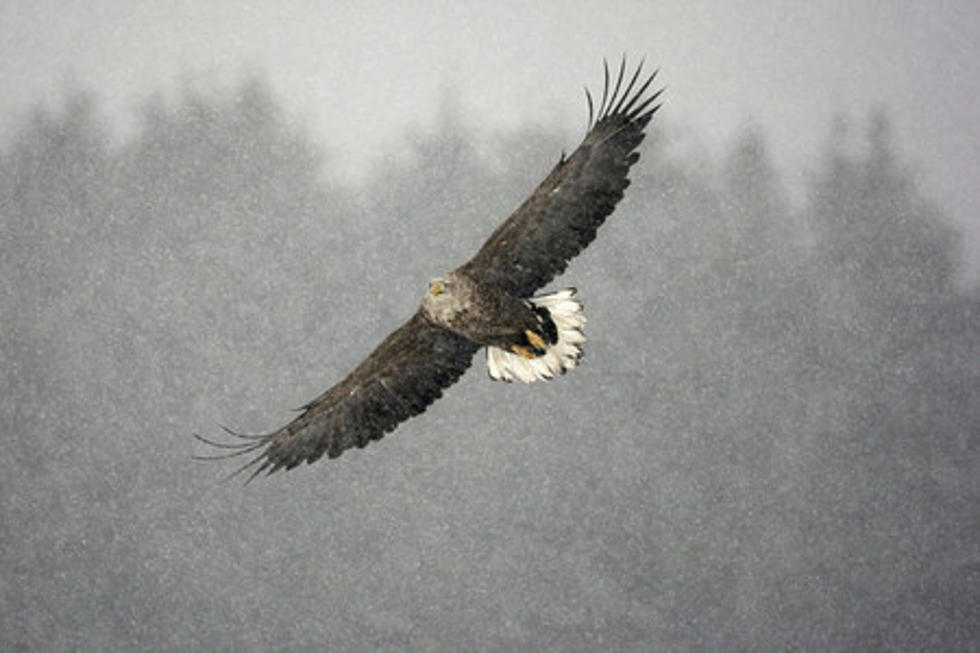 North Idaho Man Could Get Year in Jail for Killing Eagles