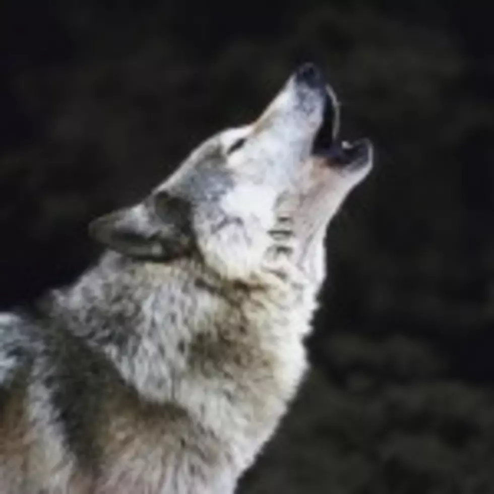 Wolf May Have Made It Across the Cascade Range