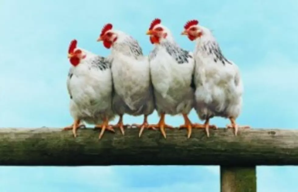Bird Flu Fears Knock Down Poultry Prices