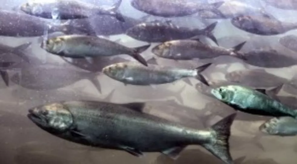 Oregon Forestry Officials Want to Keep Waters Cool for Salmon