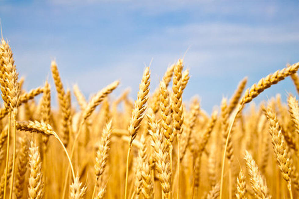 Drought Kills Wheat Crops in North Idaho