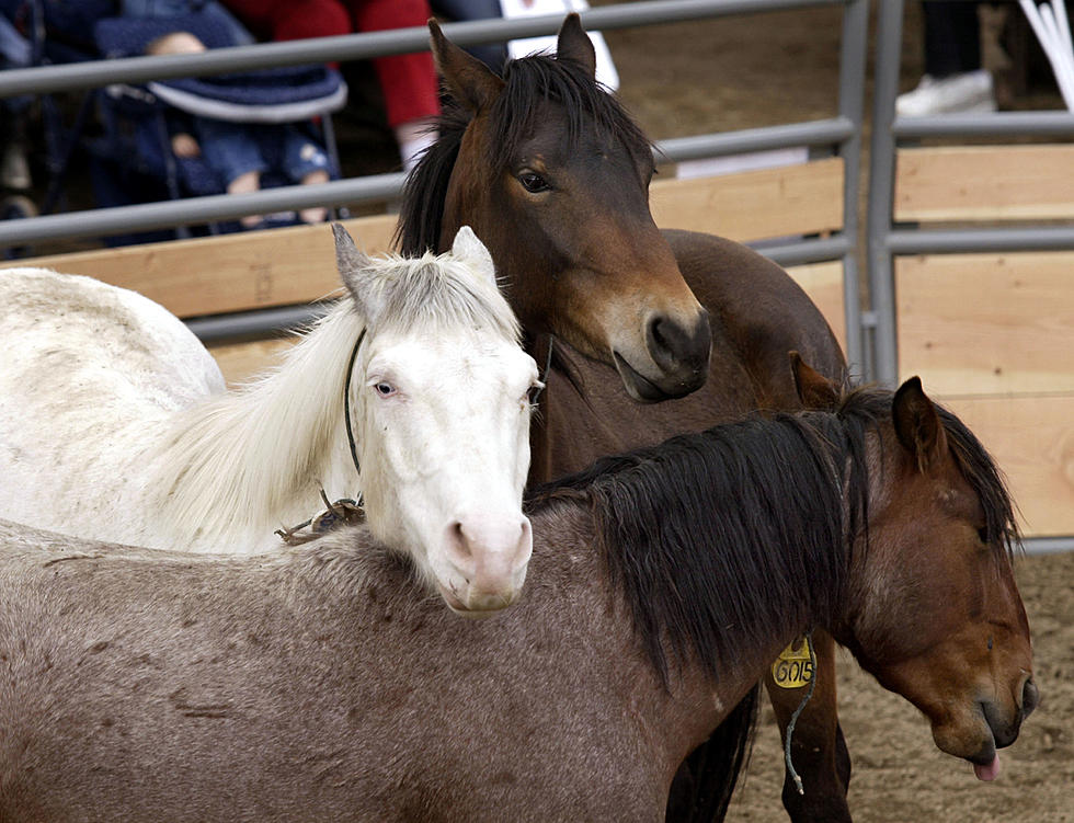 40 Horses Up for Adoption at Boise BLM Wild Horse Corrals