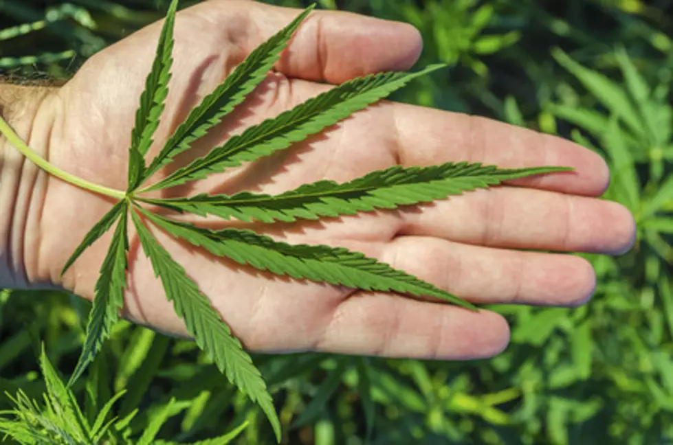 45-plant Marijuana Grow Operation Found in Boise Home