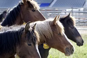 Lawsuit Challenges Plan to Sterilize Idaho Wild Horse Herd