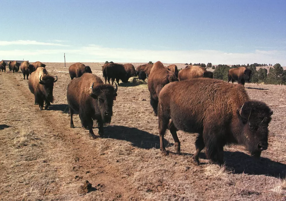 Bison Capture Operations to Begin at Stephens Creek