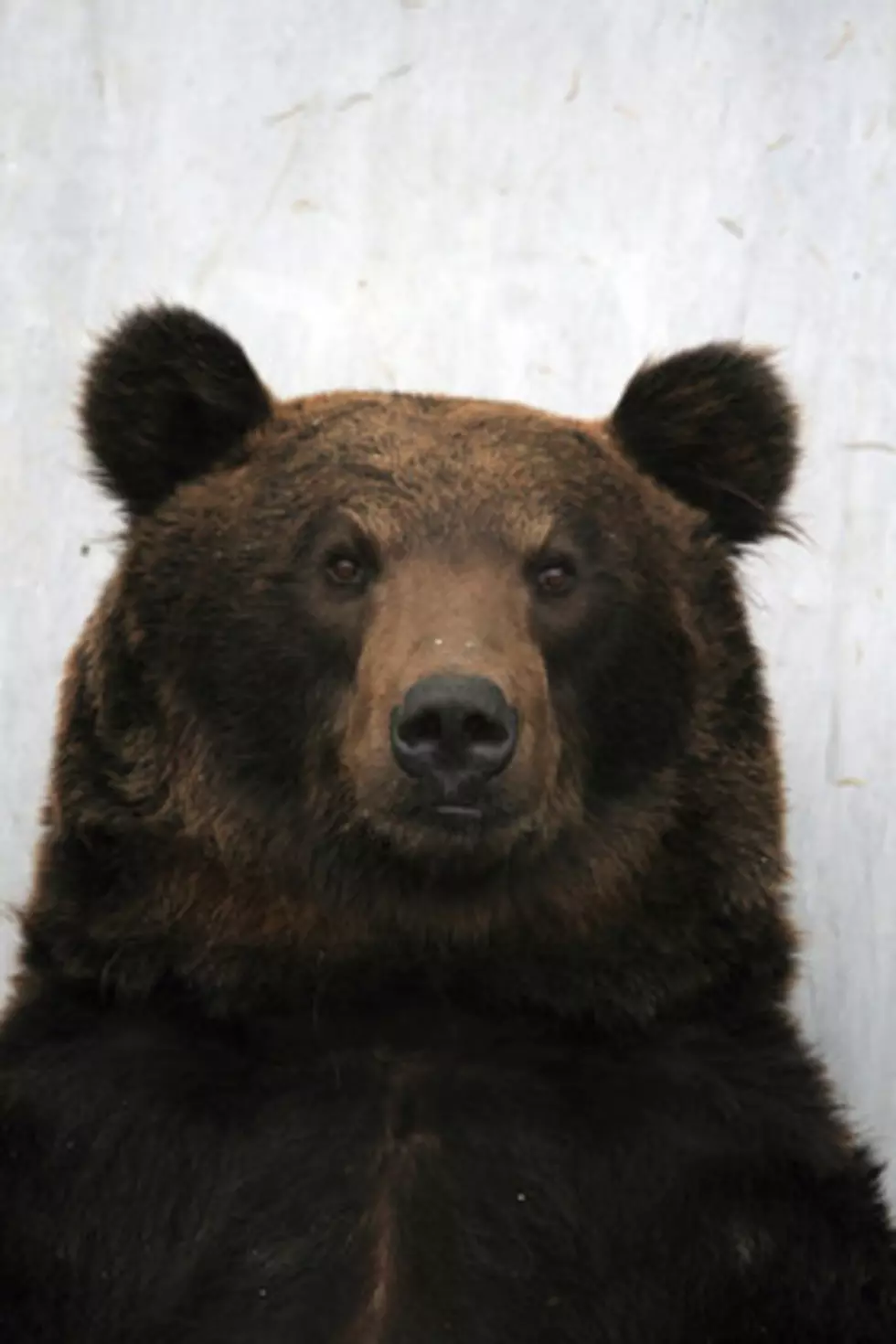 Group Sues to Reclassify Montana Bear Population