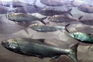 Feds Seek Ways to Avoid Another Columbia Basin Fish Kill