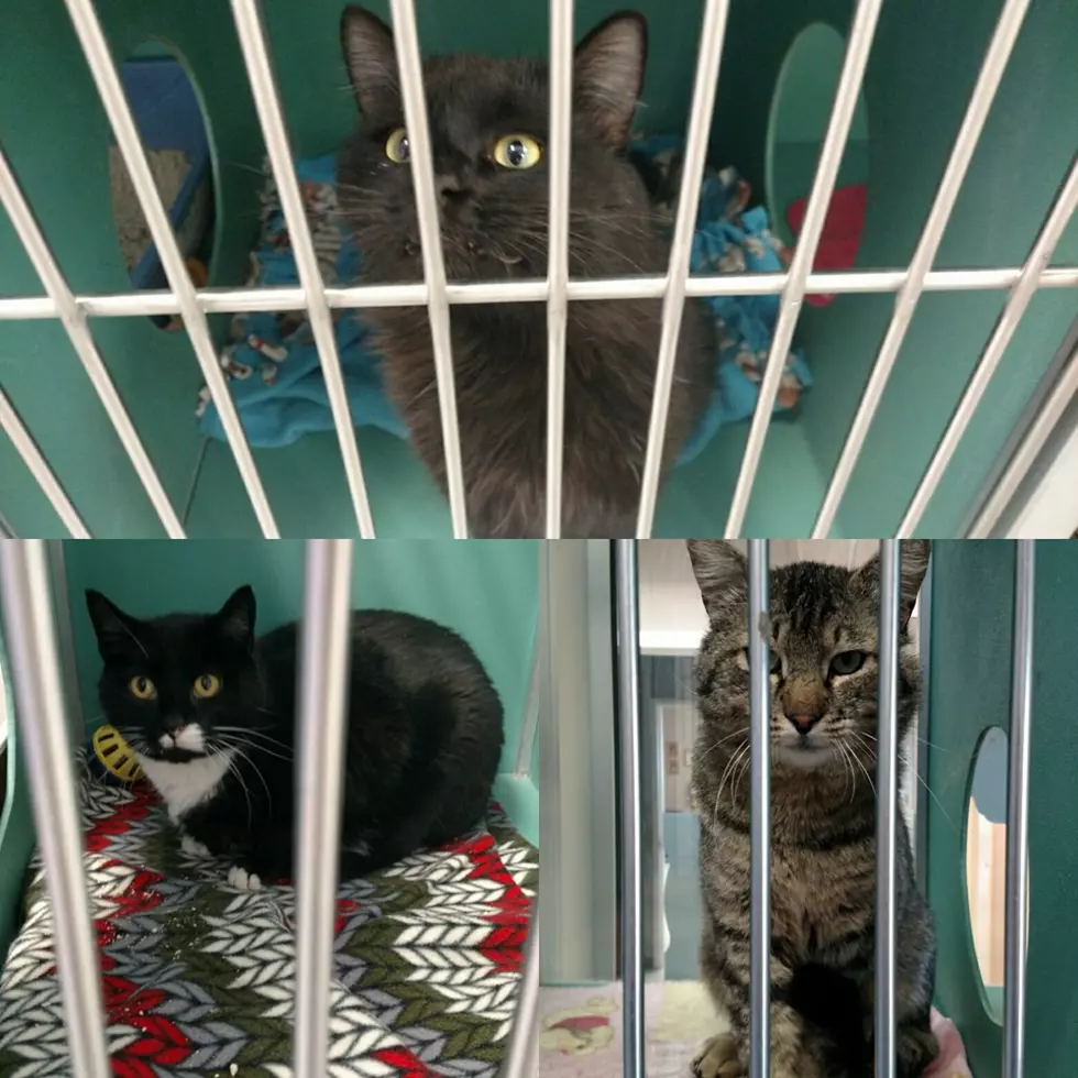 Adoptable Cats at Twin Falls Shelter