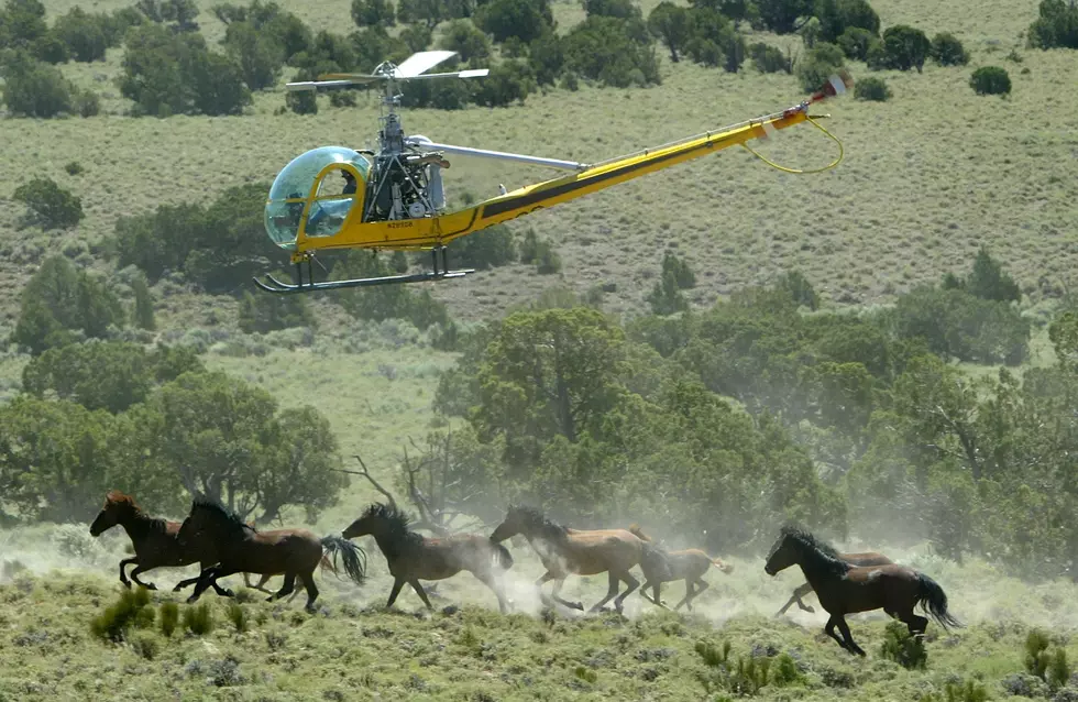 Wild Horse Advocates Rallying in Las Vegas Friday, Saturday
