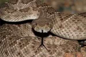 As Temps Rise the Rattlesnakes Come Out