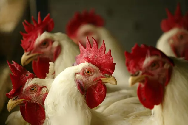 Giant Steel Chicken Reported Stolen in Eastern Idaho