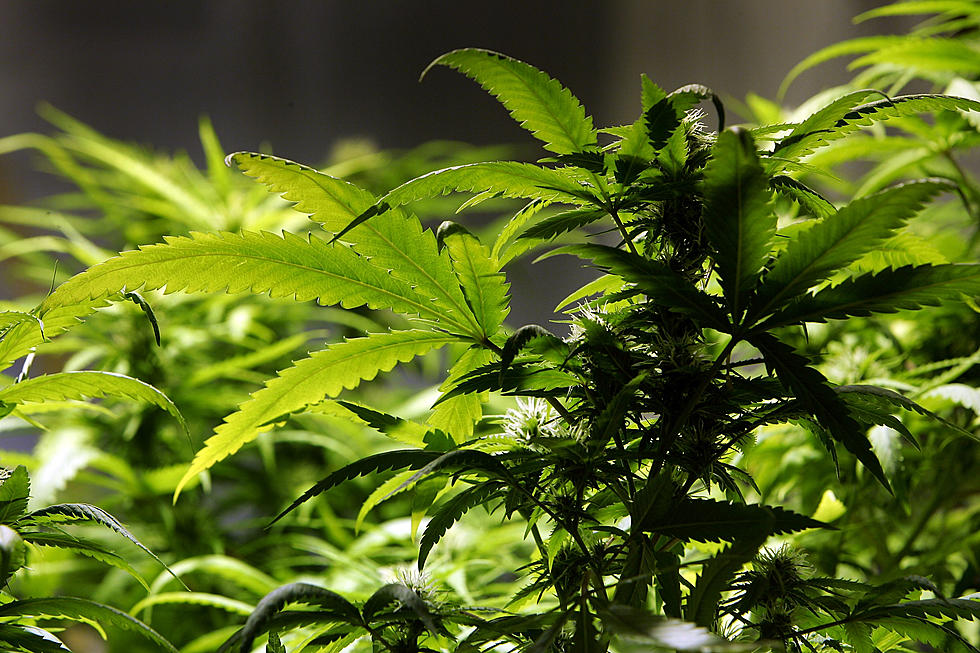 Mexican National Sentenced for Growing Pot on Public Land