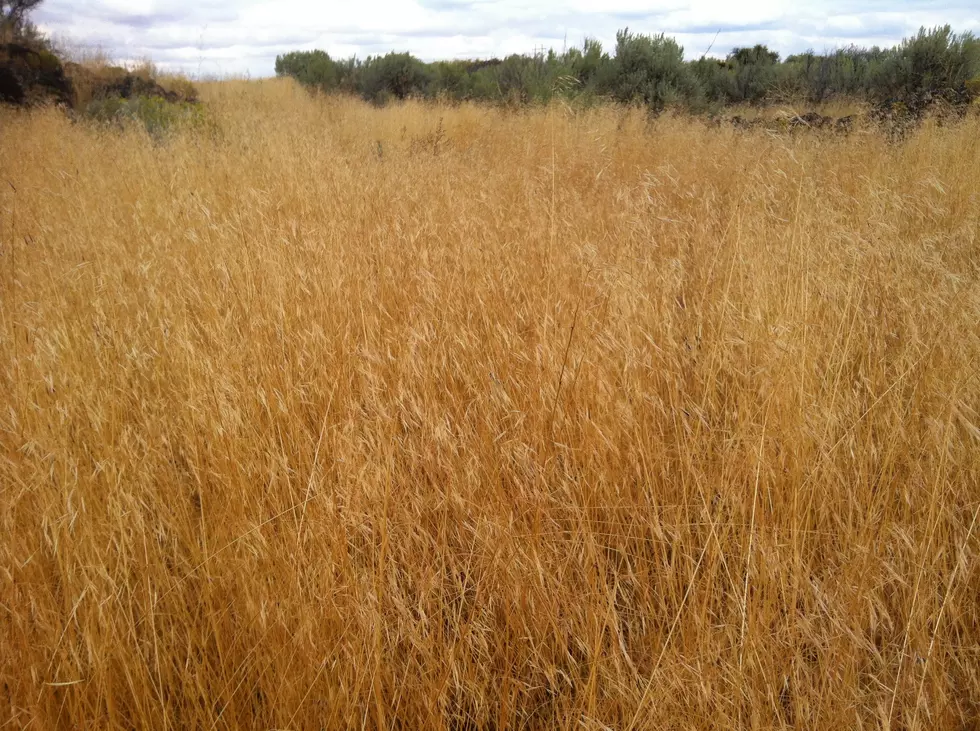 Scientists Try Bacteria to Halt Invading Cheatgrass in West
