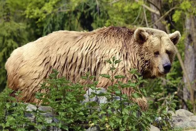 Officials Weigh Removing Grizzlies from Endangered List