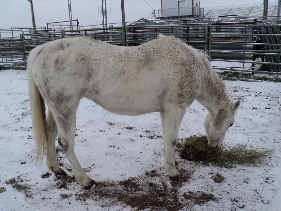 T.F. Sheriff’s Office Seeks Owner of White Mare