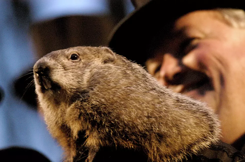 Punxsutawney Phil Predicts an Early Spring for 2020
