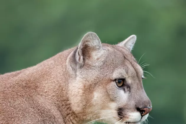 Yellowstone Study Tracks Cougars Post Wolf Reintroduction