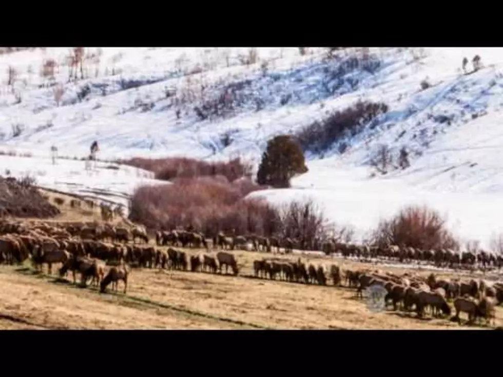 Caught on Video: Idaho Fish and Game Feeding Elk at Tex Creek WMA
