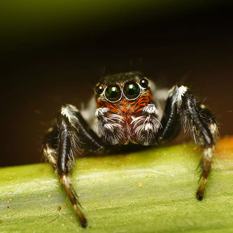 Researchers: Spiders Eat as Much Meat as Humans