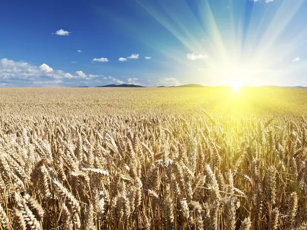 Northwest Farmers Consider Alternatives Amid Lower Wheat Prices