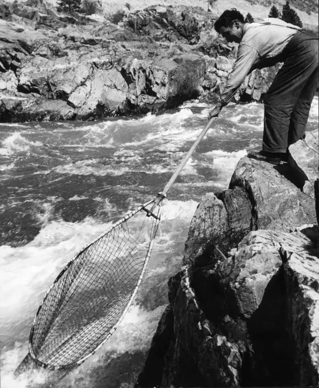 Officials Predict Low Return of Steelhead to Snake and Columbia Rivers