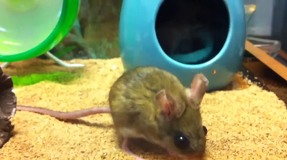 The Trials of The Preble Jumping Mouse!