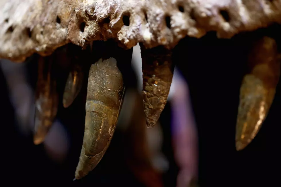 ‘Be the Dinosaur’ Exhibit Opens at Idaho Natural History Museum