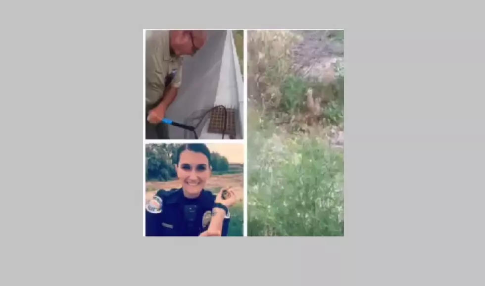Duck Family Rescued by Twin Falls Animal Control and Officer