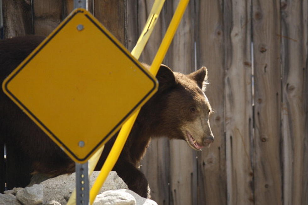 Bear Scare Near Ketchum, Idaho
