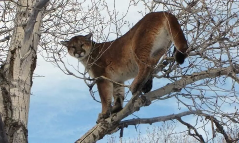 Dog Survives after 5th Mountain Lion Attack in Wood River Valley