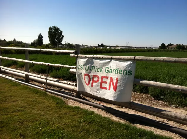 Want Fresh Veggies? CSI U-Pick Gardens Now Open