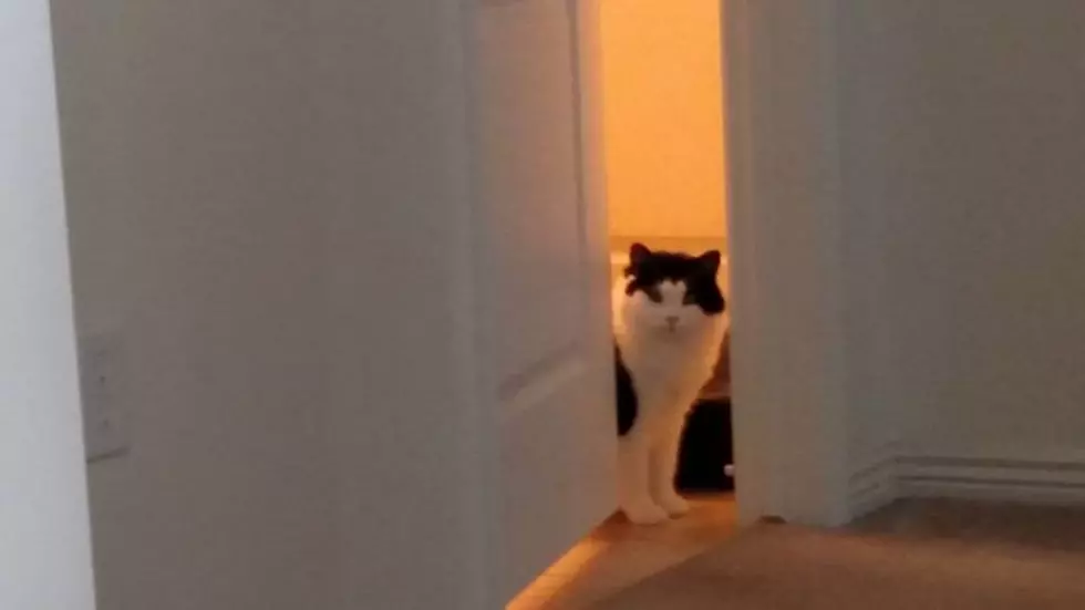 What does Tucker see? Courtesy, Bill Colley.