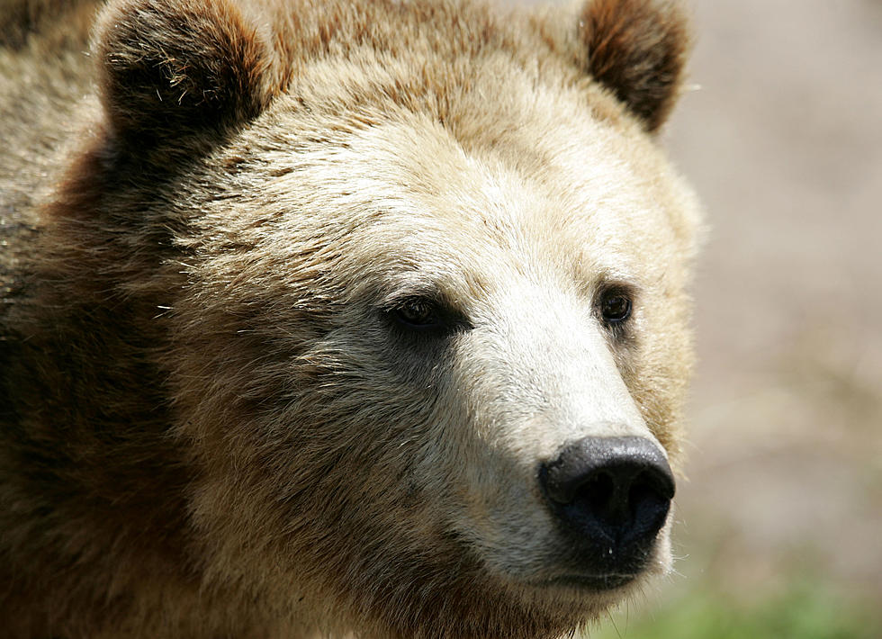 Lone Hiker Injured By Grizzly Bear In Yellowstone National Park