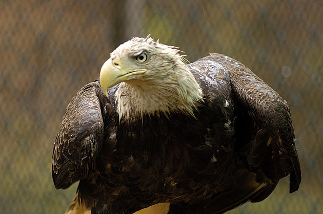 Seattle Mariners Pitcher Has Close Encounter With Bald Eagle
