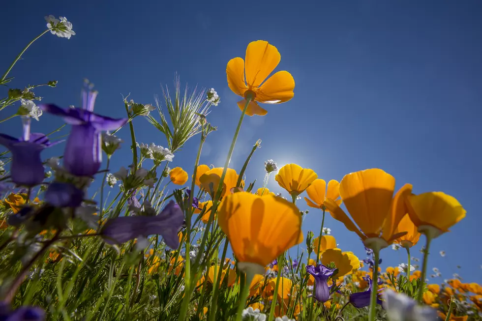 Wildflower Walk Planned for Saturday at Craters of the Moon