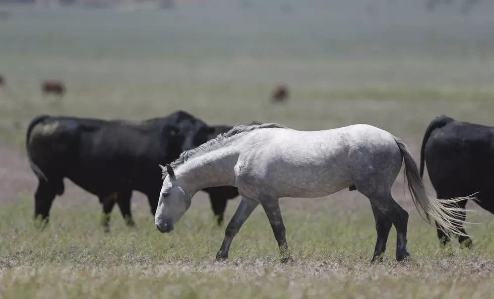 26 Wild Horses Released in Idaho Following 2015 Fire