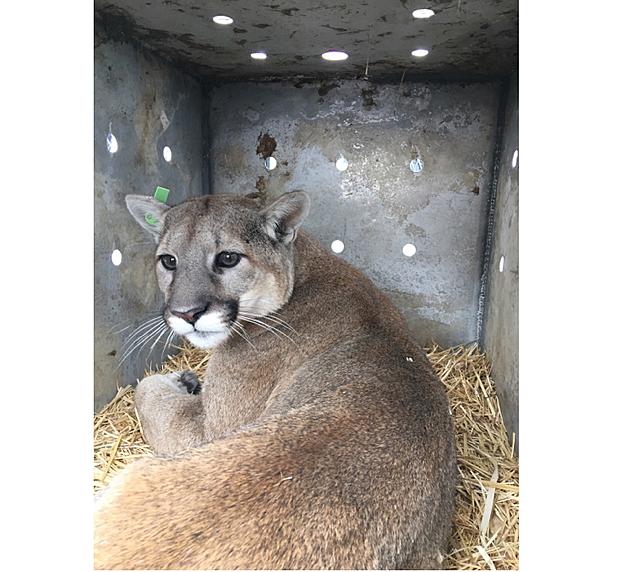 Wolves May be Driving Mountain Lions Into Idaho Valleys
