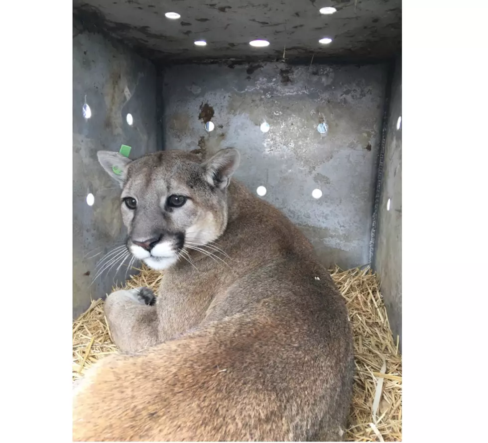 Authorities Remove Mountain Lion Found Near ISU Campus