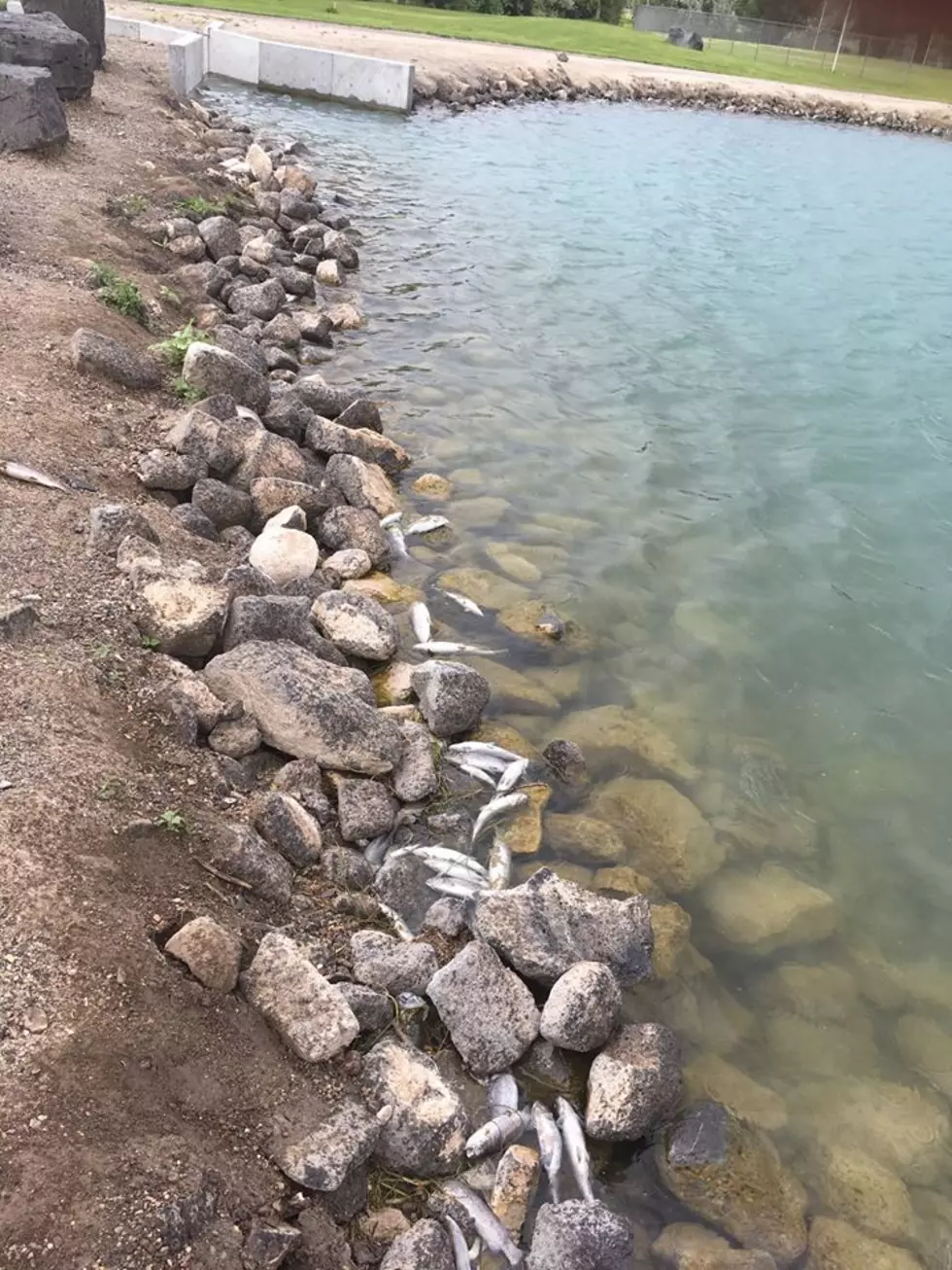 Idaho Fish and Game Investigating Die-off of Fish at Burley Pond