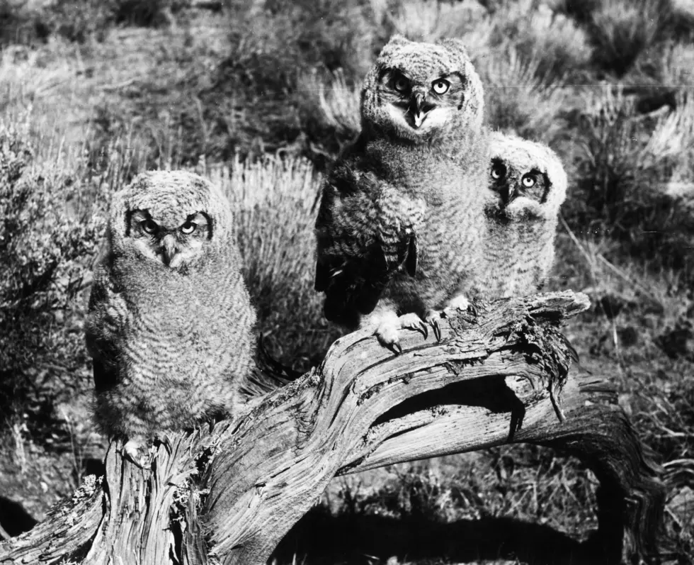 Southern Idaho Rock Formation Closed Off for Nesting Owls