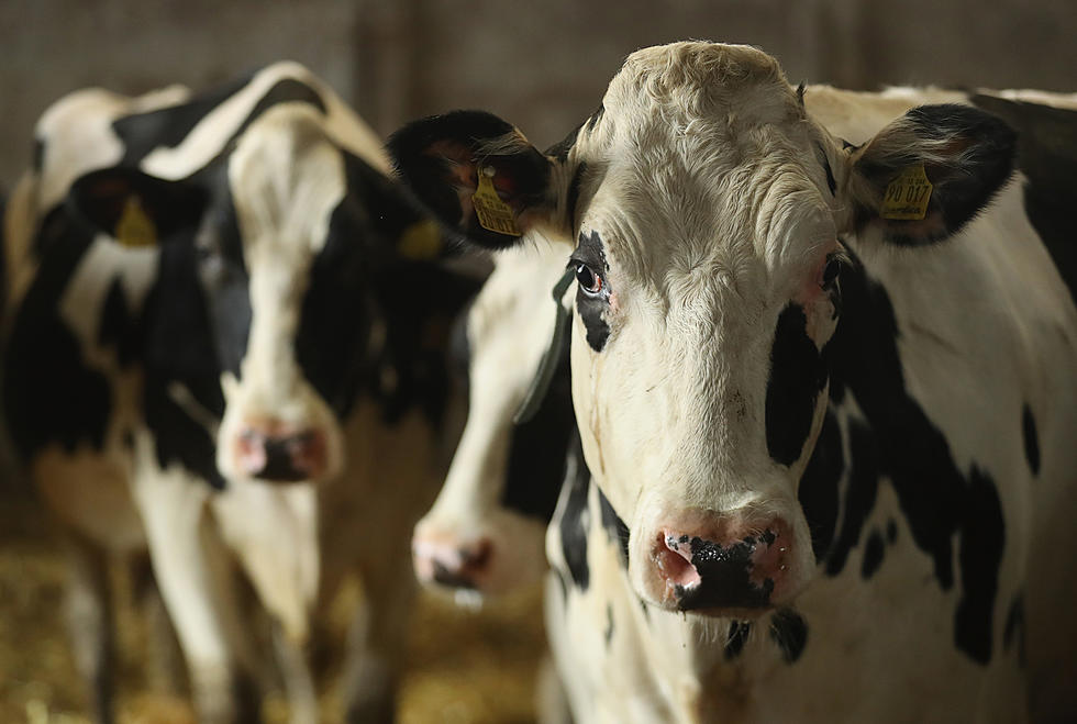 Idaho Senators Say Dairymen Need Help Amid COVID-19 Pandemic