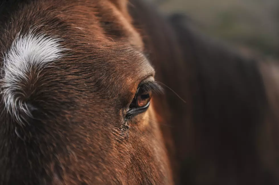 Police Investigating Death of Four Horses in West Idaho
