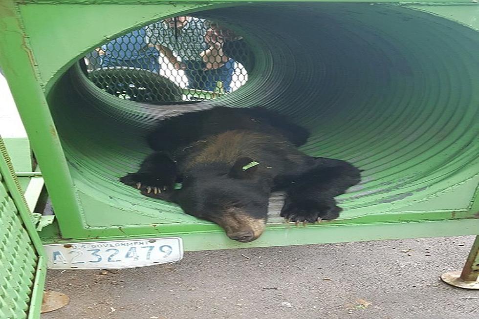 Bear Breaches Boundaries Of Zoo Idaho; Causes Temporary Closure